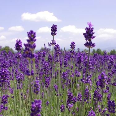 Mañana miércoles 17 de junio llega a Aldi la planta ornamental, colorida y aromática que repele a los mosquitos