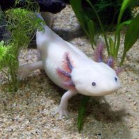 Muchos creen que los ajolotes solo viven en Xochimilco. Hallaron una camada de 50 en Querétaro