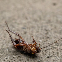 Si ves una cucaracha merodeando por tu cocina, te contamos el truco del laurel para ahuyentarlas de inmediato este verano 