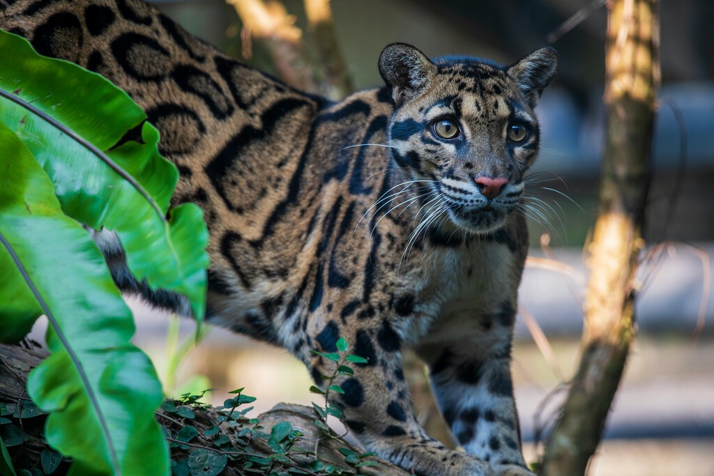 El día que pudimos capturar imágenes inéditas del felino más raro del mundo. Fueron excelentes noticias  . Noticias en tiempo real