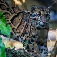 El día que pudimos capturar imágenes inéditas del felino más raro del mundo. Fueron excelentes noticias  