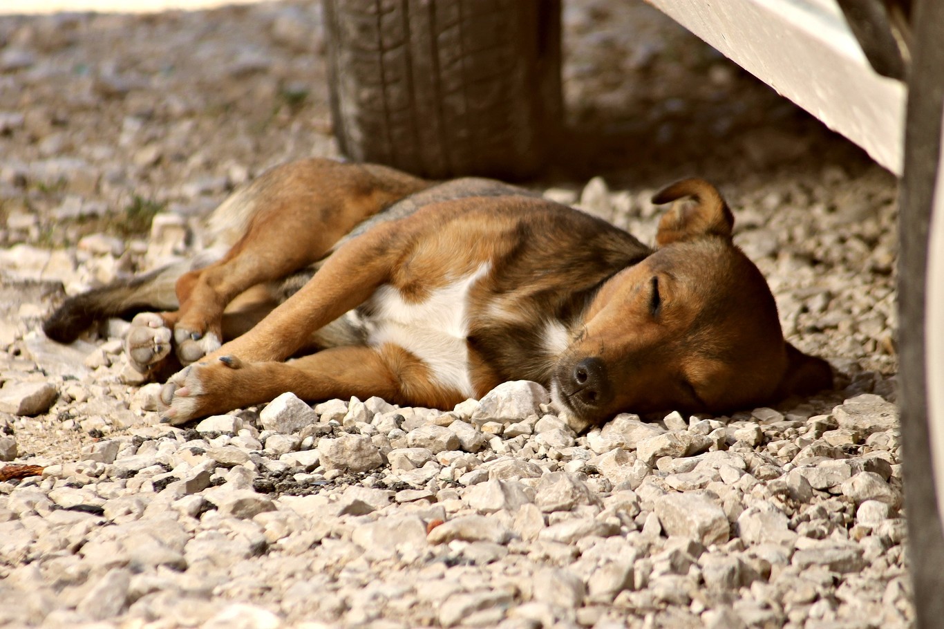 ¿Qué puedo hacer si quiero ayudar a un perro atropellado?