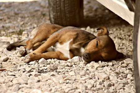 ¿Qué puedo hacer si quiero ayudar a un perro atropellado?