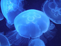 Alerta: ¡Medusas a la vista! 