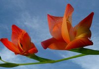 Cómo actuar si el bebé muerde los pezones