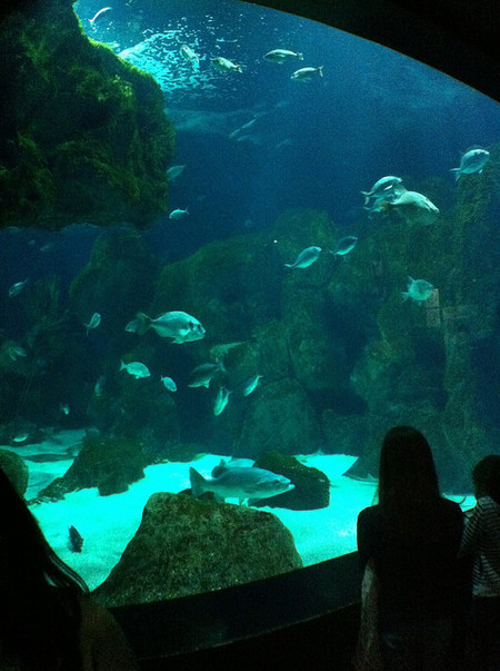 acuario gijon