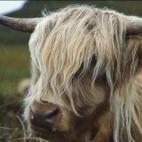 Vídeos inspiradores: Escocia, lagos, montañas y luz 