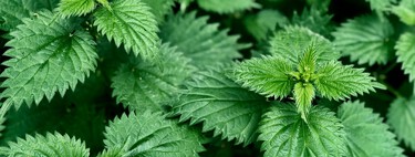 A qué edad te enteraste que esta planta que evitas y pisas en el jardín es un auténtico tesoro 