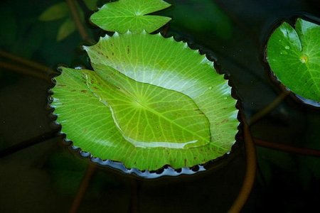 ¿Es malo para la salud beber agua de lluvia?