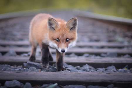 Konsta Punkka, el joven fotógrafo finés que susurra a los animales para lograr imágenes muy íntimas