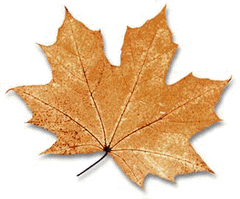 OtoÃ±o
