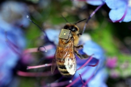 Un red de miles de abejas ayudará a estudiar las causas de su extinción