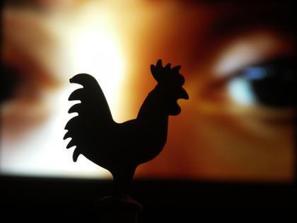 Gallinas, gallos, y empresas