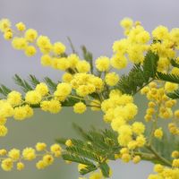 La ruta de la Mimosa por la Costa Azul, un viaje ideal para el invierno