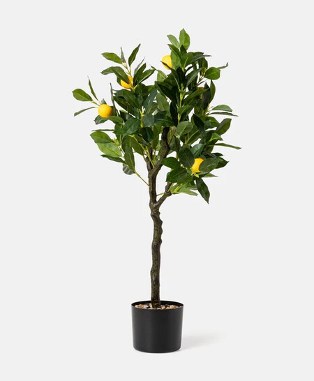 Limonero artificial Pepco
