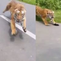 ¡Salvaje! Dos guardas en moto se escapan del ataque de un tigre en India