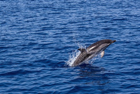 Dolphin 1818853 1280