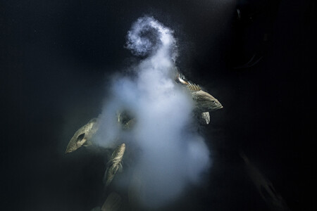 Tres españoles entre los ganadores del certamen de naturaleza Wildlife Photographer of the Year 2021
