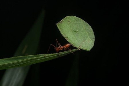 Hay una especie de hormiga que emite tanto óxido nitroso como una depuradora
