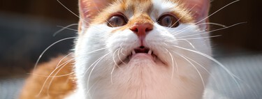 ¿Por qué los gatos hacen ruidos diferentes a los maullidos cuando ven un pájaro?