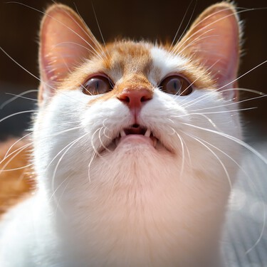¿Por qué los gatos hacen ruidos diferentes a los maullidos cuando ven un pájaro?