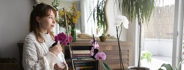 Aldi ponte a la venta por tiempo limitado cuatro plantas con flor resistentes y fáciles de cuidar 