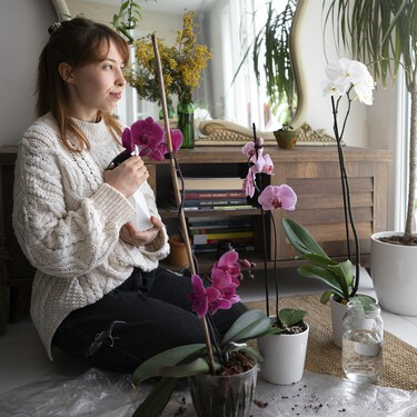 Aldi ponte a la venta por tiempo limitado cuatro plantas con flor resistentes y fáciles de cuidar 