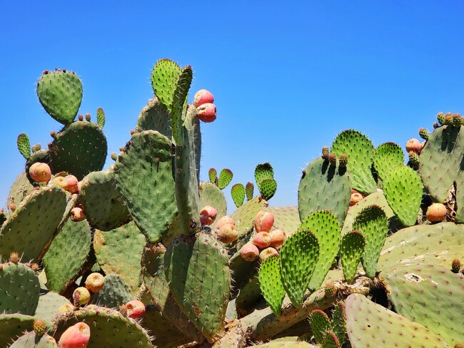 Higo chumbo o tuna, la espinosa y ms deliciosa fruta del cactus: qu es y  cmo usarlo en la cocina