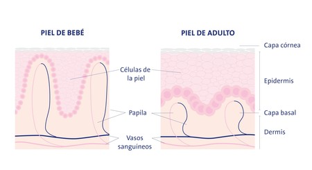 Diferencias Piel Bebe Y Adulto Mesa De Trabajo 1