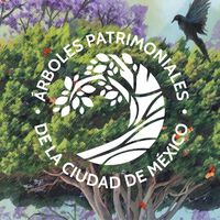 Si conoces un árbol de más de 100 años en CDMX con valor histórico o forma única, ya puedes postularlo como Patrimonio Natural