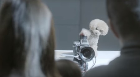 PhoDOGgrapher, ¿cómo saldrías en una fotografía hecha por tu perro?