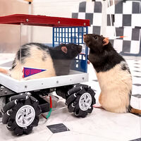 Unos científicos enseñaron a conducir a ratas y ahora son adictas al volante