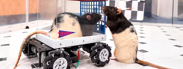 Unos científicos enseñaron a conducir a ratas y ahora son adictas al volante