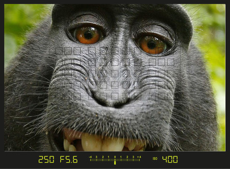 El famoso macaco del autorretrato sigue sin conseguir que reconozcan sus derechos como autor de "su foto"