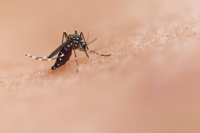 Mosquito