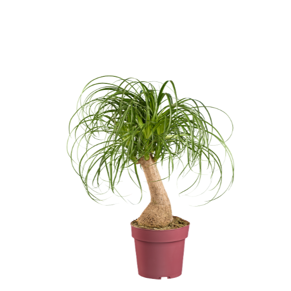 Yuca y Beaucarnea
