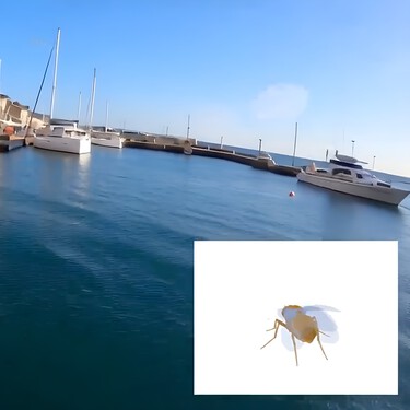 Fly