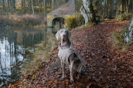 FAY consiente a las mascotas de la casa y lanza una colección de invierno especial para ellos