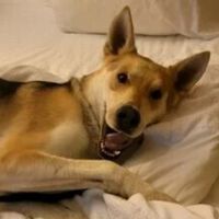 El mejor regalo navideño lo tiene la familia de Zeppelin: un perro encontrado tras 14 meses desaparecido   