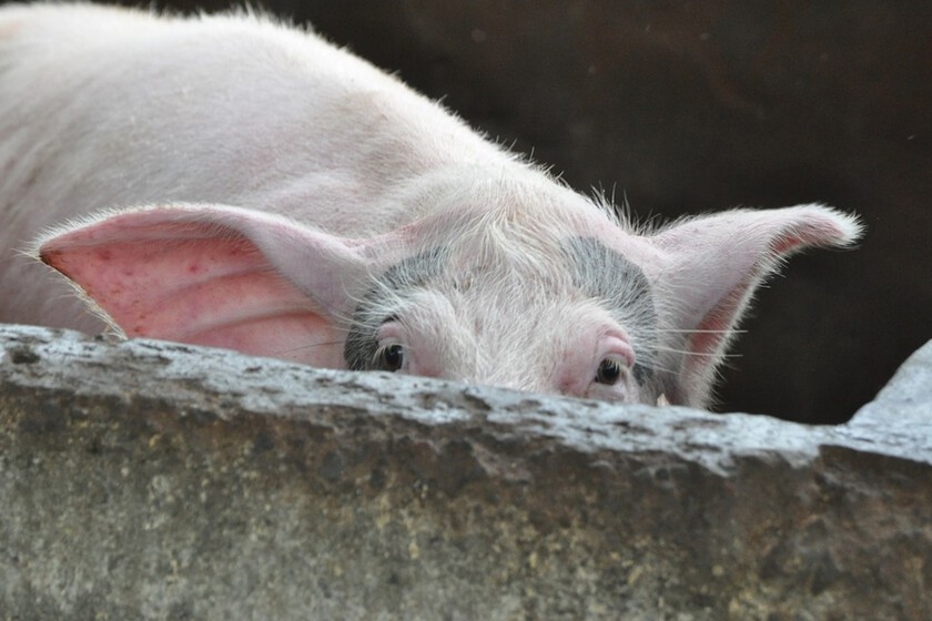 If the question is whether we can delay aging, Russia has an unusual plan with the "cousin" of the wild boar and humans