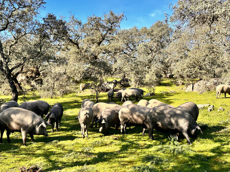 Cerdo ibérico