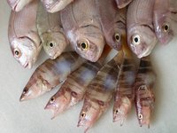 El pescado en la alimentación infantil