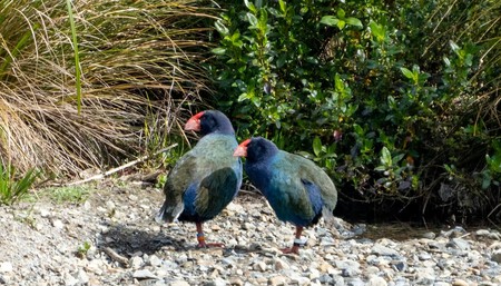 Bendigo And Waitaa Scott Langdale Cropped Width 3024