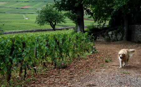 Grands Crus