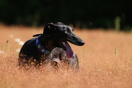 Galgo Espanol Negro