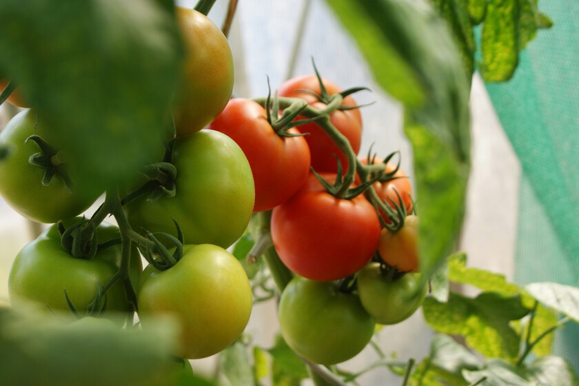 Muchos años antes de los aranceles, Estados Unidos había sentido un gran golpe en los productos agrícolas: producían tomates sin sabor