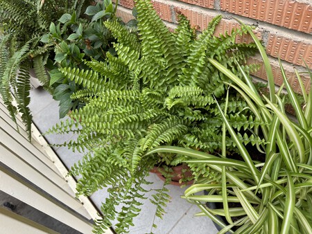 Plantas que absorben el calor