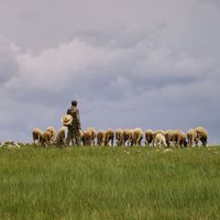 A Galicia le faltan pastores para limpiar los montes. Así que ha hecho lo más lógico: crear una escuela de pastores