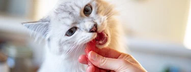 Hay gente que está alimentando a sus mascotas con comida vegana. Y para los gatos es un problema 