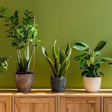 Estas plantas son ideales para principiantes: fáciles de cuidar y resistentes